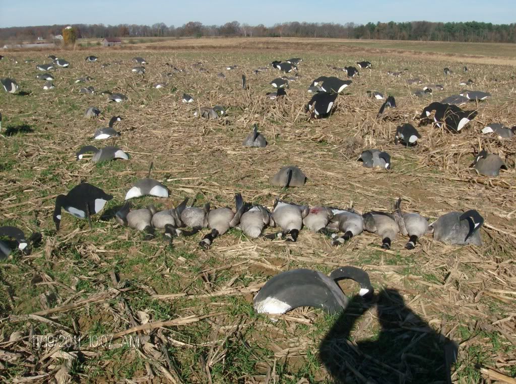 maryland goose opener Tidal Fish Forum